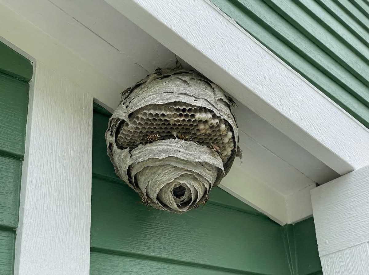 Before a pest control job